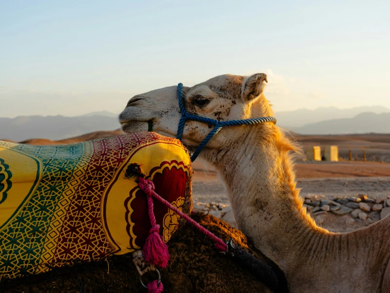 lina_travel_marrakech_transfert_prive_marrakech_galery_excursion_d_une_journ_e_au_d_sert_d_agafay04